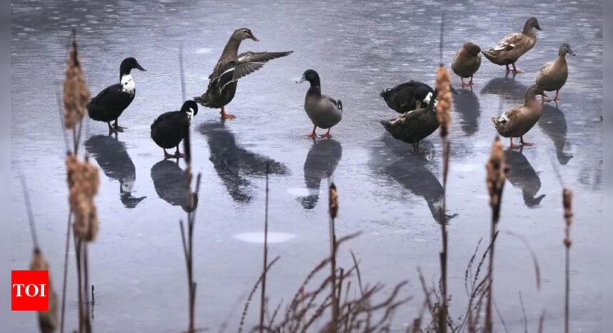 Firefighters pluck duck from icy pond in Germany's Lower Saxony | World News
