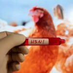 First human death from H5N1 bird flu reported in US' Louisiana