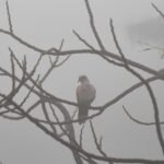 Fog havoc in Delhi, Grap-4 back as air turns severe