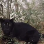 Glimpse of Bagheera: IFS officer shares video of rare black panther in north Bengal | India News