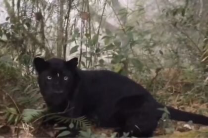 Glimpse of Bagheera: IFS officer shares video of rare black panther in north Bengal | India News