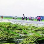 In 2025's first decision, Cabinet extends crop insurance cover | India News