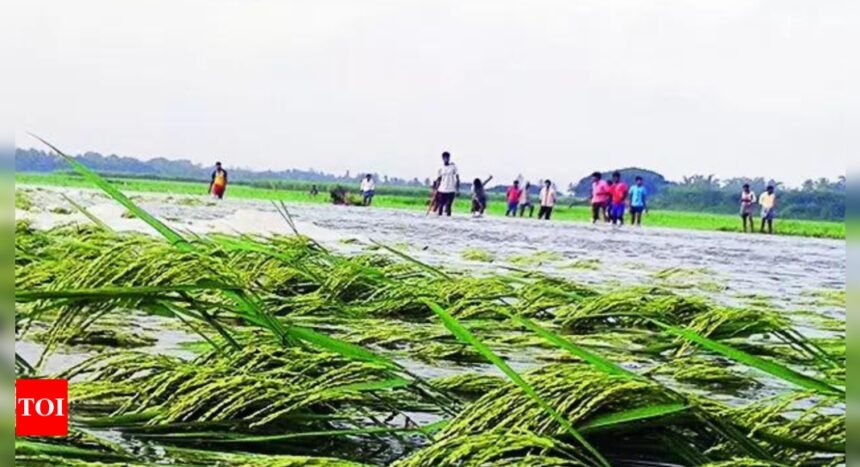 In 2025's first decision, Cabinet extends crop insurance cover | India News