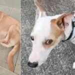Mumbai activists allege BMC negligence after vaccinated dogs go missing from TCS premises | Mumbai News