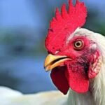 Red alert as bird flu kills 3 tigers, leopard at Nagpur rescue hub | India News
