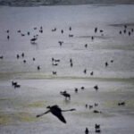 State environment department orders inquiry into DPS Flamingo Lake degradation by CIDCO and NMMC | Mumbai News