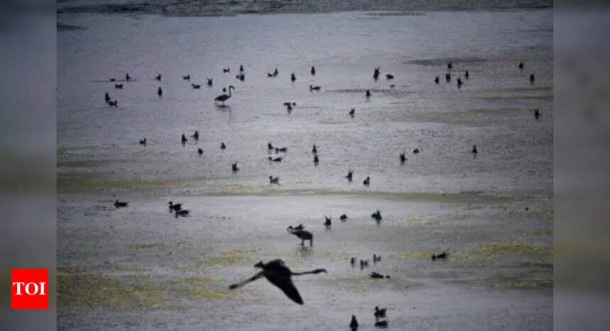 State environment department orders inquiry into DPS Flamingo Lake degradation by CIDCO and NMMC | Mumbai News