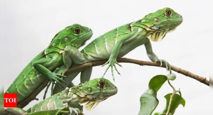 Taiwan Cull Green Iguanas: Taiwan plans to cull up to 120,000 green iguanas due to their negative impact on agriculture