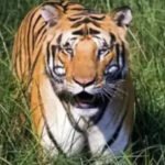 Tiger population in Maharashtra rises by 350 in 16 years: Forest minister Ganesh Naik | Mumbai News
