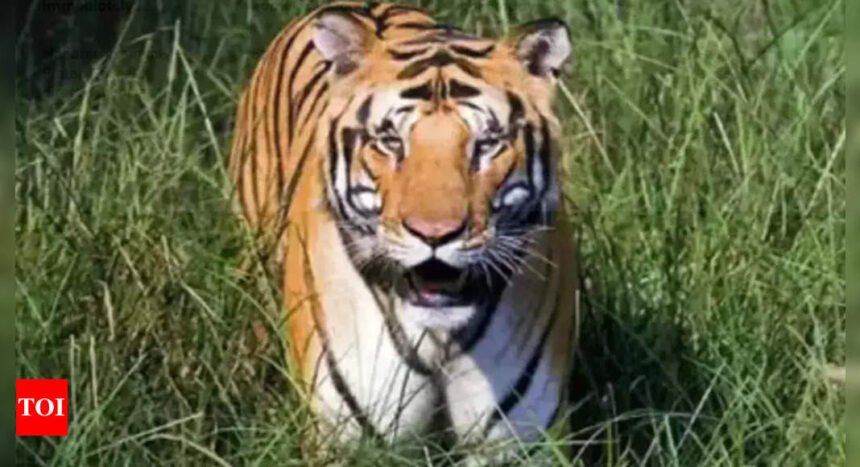 Tiger population in Maharashtra rises by 350 in 16 years: Forest minister Ganesh Naik | Mumbai News