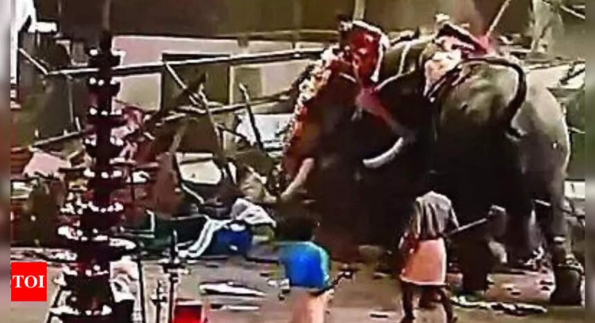 3 killed, 30 hurt as 2 elephants go berserk at Kerala temple festival | India News