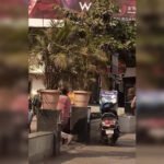 Activist’s effort in vain: 30-yr-old peepal tree felled | Mumbai News