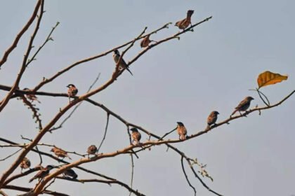 Bird race to be held today across MMR in new avatar | Mumbai News