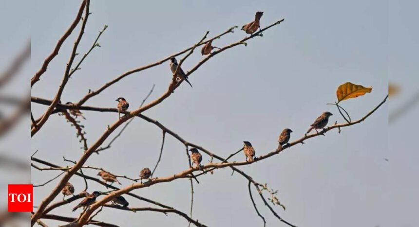 Bird race to be held today across MMR in new avatar | Mumbai News