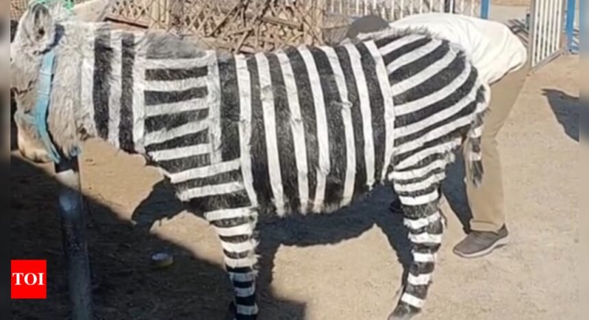 Chinese zoo caught red-handed (and black-striped) after painting donkeys as zebras