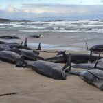 False Killer Whales: More than 150 false killer whales stranded on Australian beach, 90 euthanised | World News