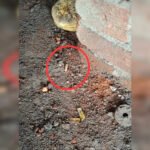 Firing outside construction site, 1 detained | Mumbai News