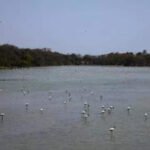 Greens form silent human chain to protect Nerul’s DPS Flamingo Lake | Mumbai News
