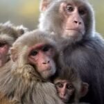 Its bananas! Why Nepal has floated idea to sell monkeys to China