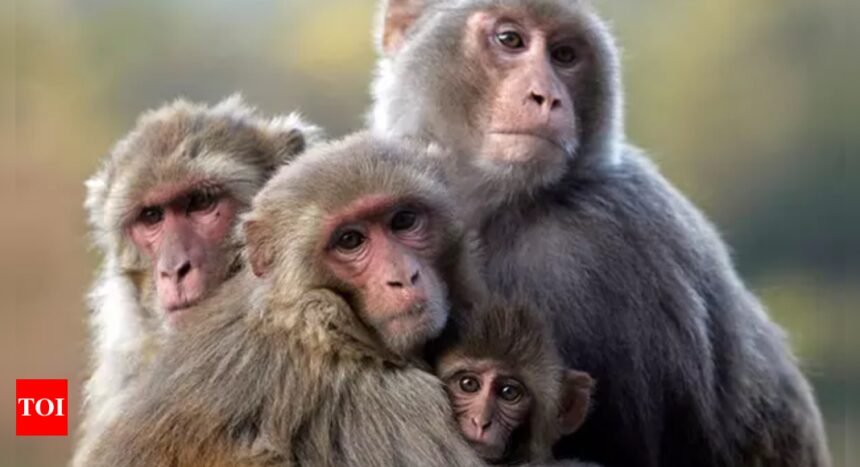 Its bananas! Why Nepal has floated idea to sell monkeys to China