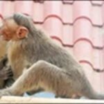 Karnataka extends free monkey fever treatment to all; vaccine by next year | Bengaluru News