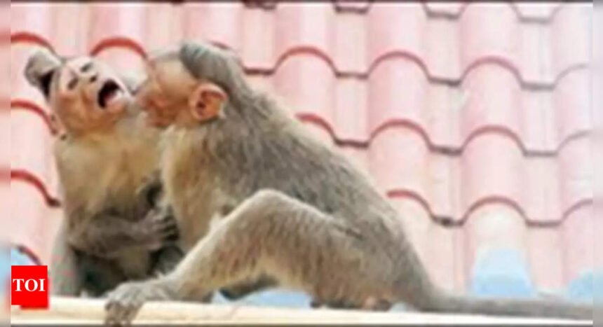 Karnataka extends free monkey fever treatment to all; vaccine by next year | Bengaluru News