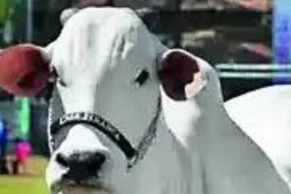 Ongole cow sold for Rs 41 crore in Brazil