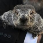 Punxsutawney Phil sees his shadow in Groundhog Day winter prediction; Peta wants to replace him with vegan cake