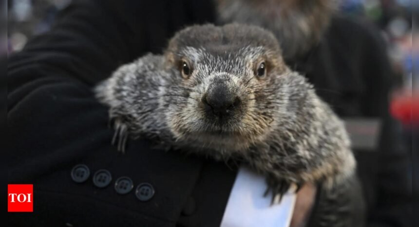 Punxsutawney Phil sees his shadow in Groundhog Day winter prediction; Peta wants to replace him with vegan cake