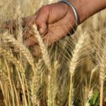 'Severe levels of selenium in ration shop wheat coming from Punjab, combined with low zinc in blood caused baldness in Buldhana' | Mumbai News