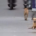 Surge in dog bites sparks fear among Andheri residents | Mumbai News