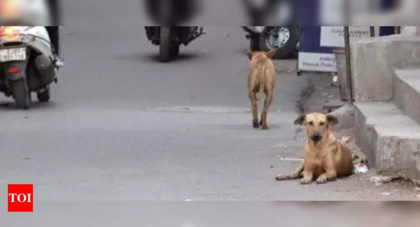 Surge in dog bites sparks fear among Andheri residents | Mumbai News