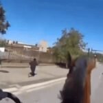 Watch: Florida man tries to outrun horseback officers, ends up losing